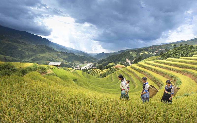 Best Time To Visit Sapa Rice Fields - Seize The Golden Time